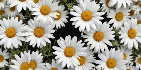 Fototapeta premium Watercolor daisies arranged in a border pattern, invitation, frame, banner