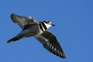 Fototapeta premium Killdeer - Flight