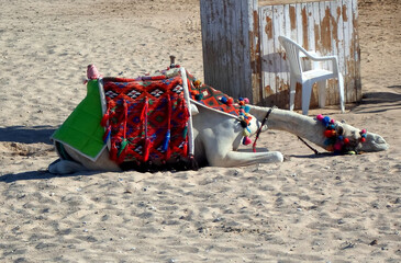 Kamel, Tunesien, Dromedar