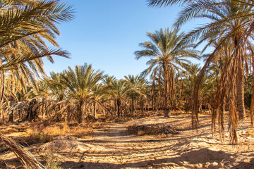 Palm trees in the oasis of Douz, Kebili, Tunisia