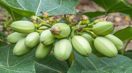 Obraz premium Close-up of Jatropha curcas Fruit Cluster on a Plant