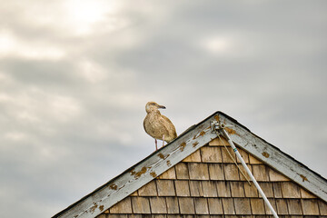 Brown and white immature herring gull surveys the water from the peak of a building