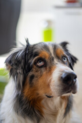 A curious and attentive dog looking upwards.