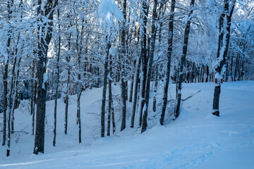 Fototapeta premium winter on mount cimone snow on the slopes and among the trees
