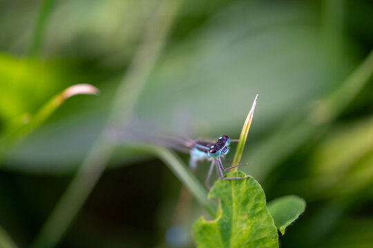 A dragonfly rests on a green leaf in a lush garden.