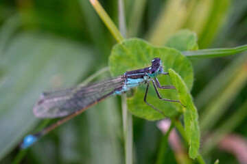 A delicate damselfly rests on a leaf.