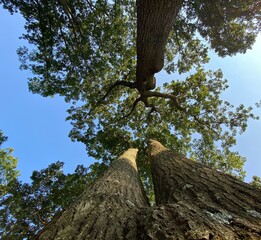 Beautiful tree