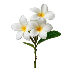 Obraz premium Three White Plumeria Flowers with Green Leaves, Isolated on White Background Cutout