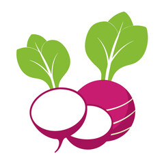 Fresh Organic Sugar Beets Isolated.