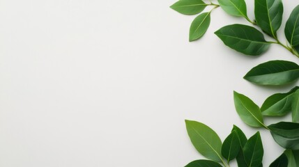 Obraz premium Fresh Green Leaves on White Background for Nature, Botany, or Interior Design Projects