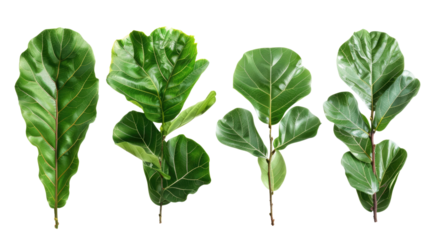 Exploring the diversity of fiddle leaf fig leaves nature trails botanical photography lush environment in isolated on transparent or white backgroun