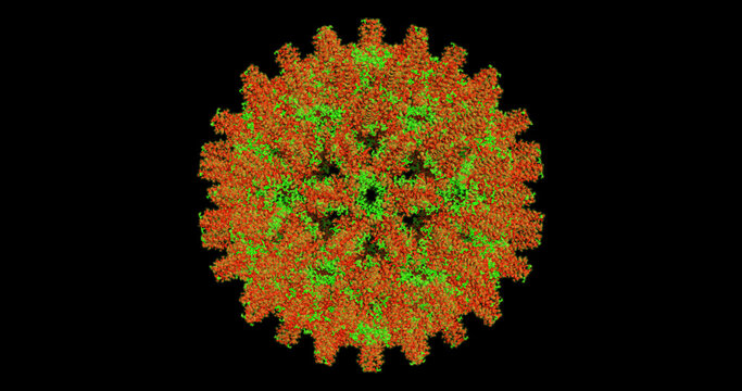 Hepatitis B virus, 3D molecule 4k