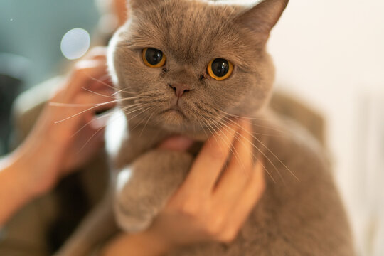 portrait of a person with a cat