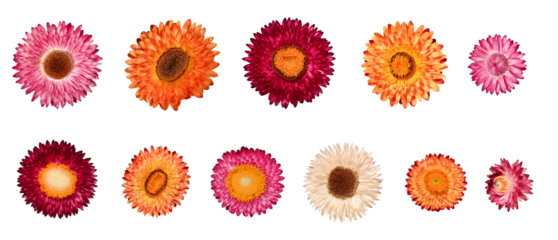 Set of bright Xerochrysum bracteatum flowers isolated on white background, top view. Design element for creating cards, collages, flower arrangements, invitations, frames.