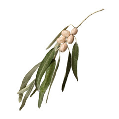 Elaeagnus angustifolia branch with fruits  isolated on white background. Design element for...