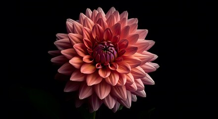 A single white daisy with dark green on the petals &rsquo; edges, placed on a red background for a uplifting effect .