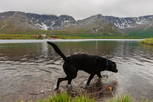 black dog on the mountain