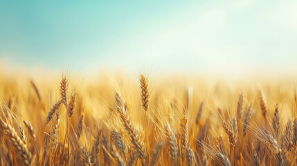 Naklejka premium Golden Wheat Field with Blue Sky and Soft Clouds at Sunrise, Capturing the Essence of Rural Agriculture and Natural Beauty in Summer Season