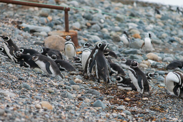 Obraz premium Pingüinos reunidos en las rocas
