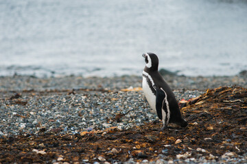 Fototapeta premium Pingüino mirando hacia el horizonte en el mar