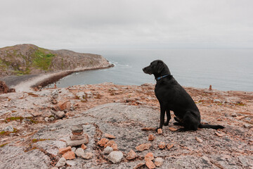 black labrador retriever