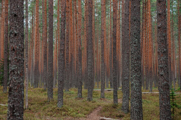 autumn in the woods