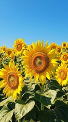 Sunflowers Swaying in the Gentle Breeze