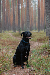 black labrador retriever