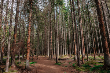 Fototapeta premium trees in the woods