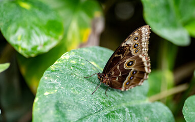 The Owl Butterfly (Caligo eurilochus).