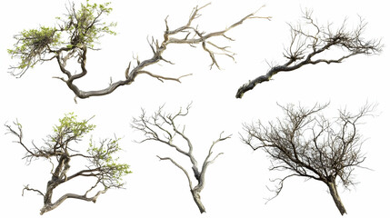 Obraz premium tree brancheson isolated on a white background