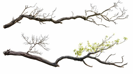Fototapeta premium tree branchon isolated on a white background