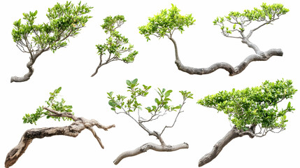 Fototapeta premium tree branchon isolated on a white background