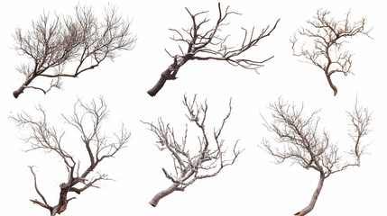 Obraz premium tree brancheson isolated on a white background