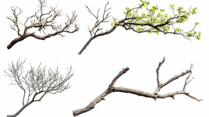 Obraz premium tree branchon isolated on a white background