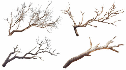 Obraz premium tree branchon isolated on a white background