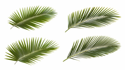 Obraz premium palm leaveson isolated on a white background