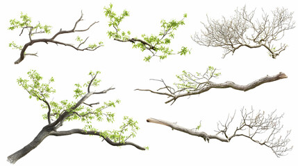 Fototapeta premium tree branchon isolated on a white background