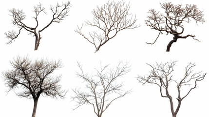 Fototapeta premium tree brancheson isolated on a white background