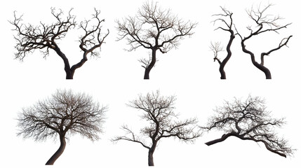 Fototapeta premium tree brancheson isolated on a white background
