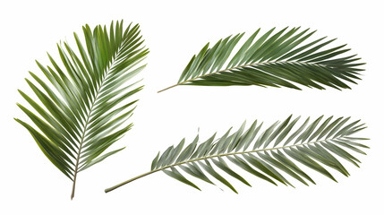 Fototapeta premium palm leaveson isolated on a white background