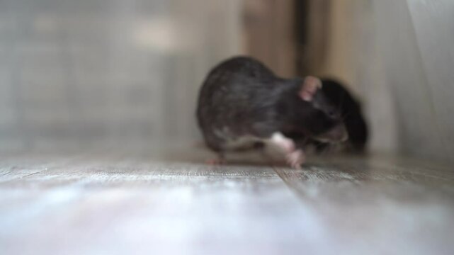 Two black rats on the table at home