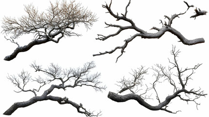 Obraz premium tree brancheson isolated on a white background