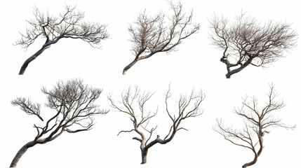 Obraz premium tree brancheson isolated on a white background