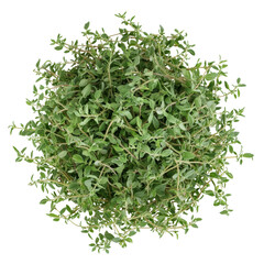 Obraz premium Fresh oregano bunch. Oregano herb, top view. Vibrant oregano sprigs.