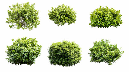 Obraz premium shrubson isolated on a white background