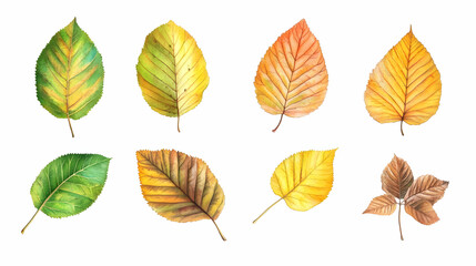 leaf fallon isolated on a white background