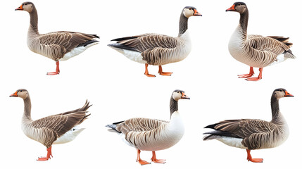 geeseon isolated on a white background