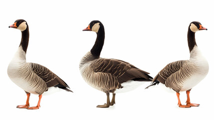 Obraz premium geeseon isolated on a white background