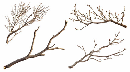 Obraz premium branchon isolated on a white background